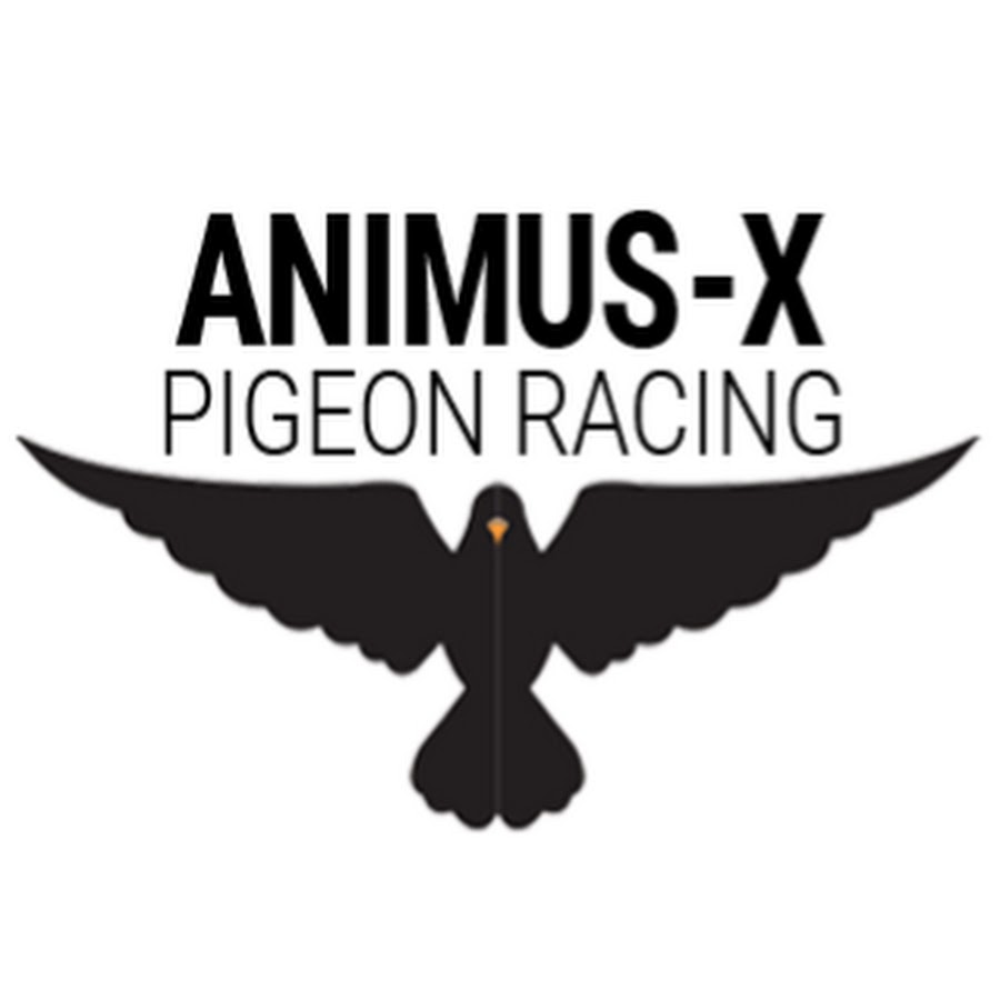 Animus-X Pigeon Racing Studio Hodowcy