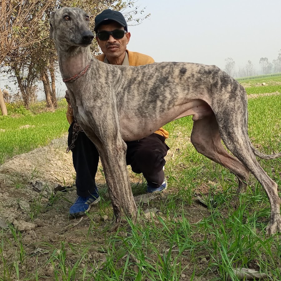 is a rampur greyhound a good pet