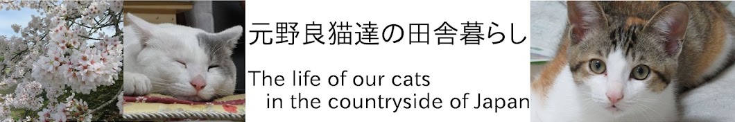 元野良猫達の田舎暮らし/Cat Family Living In Japan