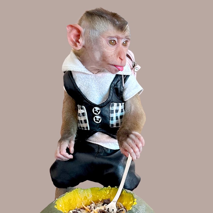 Monkey PiPi