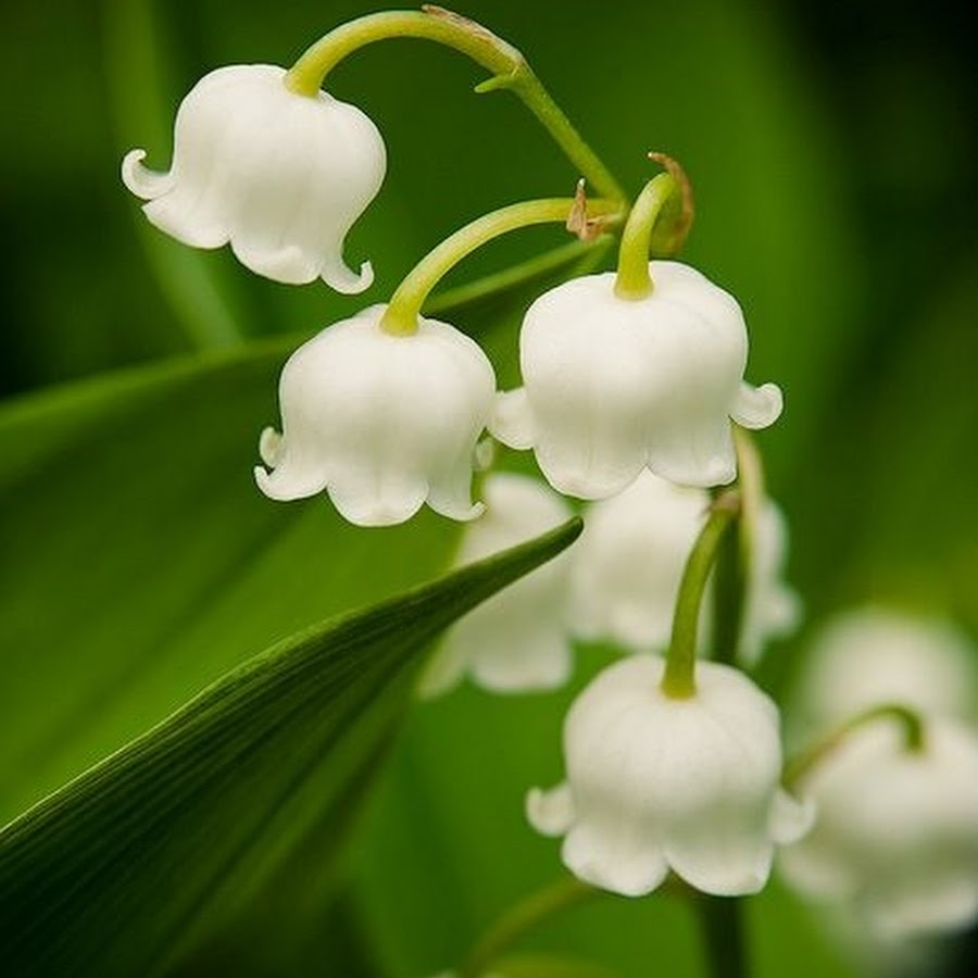 T flower. Lily of the Valley 1.7. Lily of the Valley 1.7 Marry. Lily of the Valley 1.7 married.