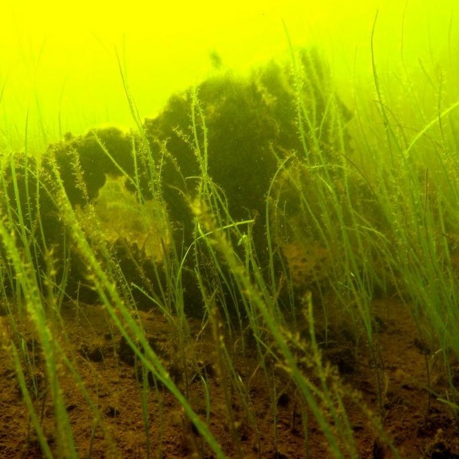 Осадок на дне водоема 6 букв. Болотные водоросли. Дно болота. Морская трава.