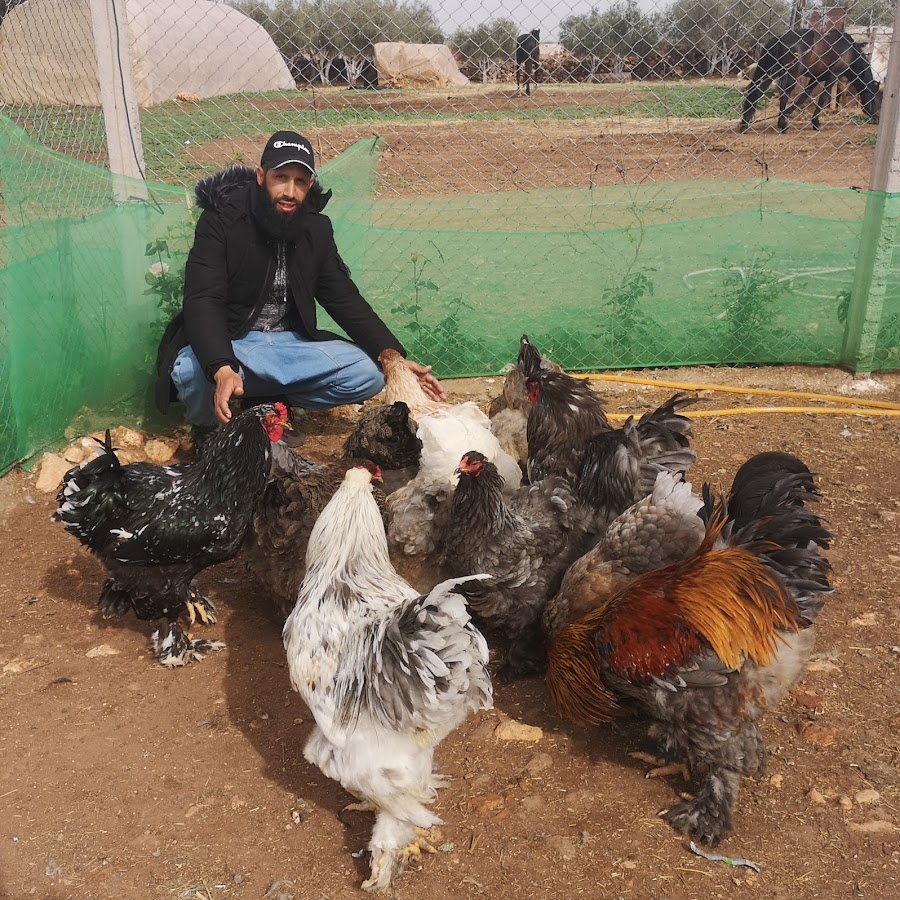 Abu Ali poultry @dawajinabuali