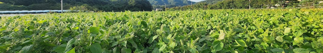 찰옥시기 l 강원도 산지직송 농산물