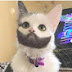 CatWithBeard