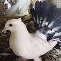 Bihar pigeons bird farm