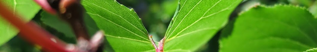 Plantando Somente Com Orgânicos