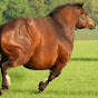 Fatpony