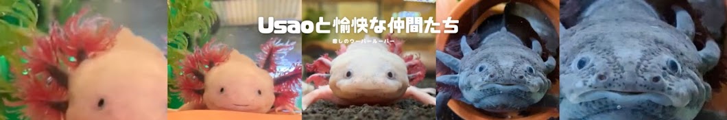  Axolotls and friends♡Usao and his lovely friends