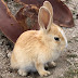 大久野島・うさぎ島チャンネル