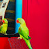 Parrot talking short 1 