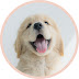 Jeju Island_Homi(golden retriever)