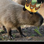 Capybara the KING