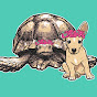 Tilly G The Tortoise