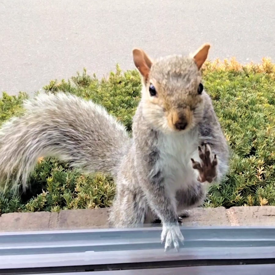 Squirrels at the window