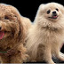 logo Momo & Moki