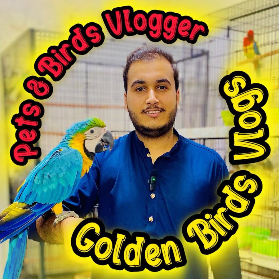 Golden Birds Vlogs