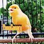 Pona canary