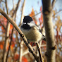 Chickadee Central