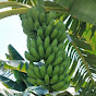 Pekebun Pisang Tuban 23 /Banana Farmers