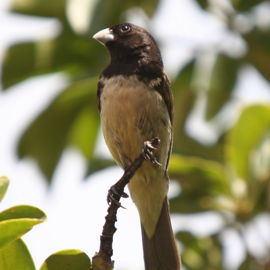 Stream AMOSTRA DO PAPA CAPIM by cantoresdanatureza