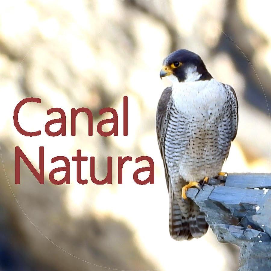 Descubrir 37+ imagen canal natura