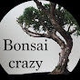 Bonsai crazy