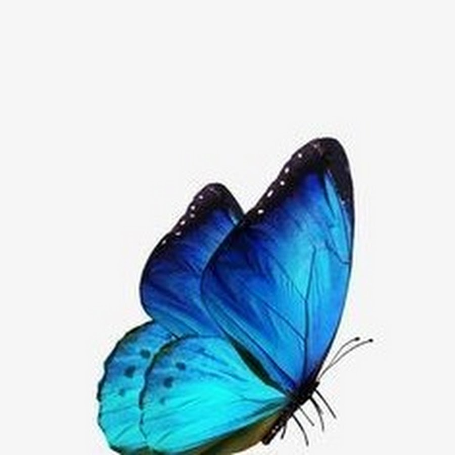 Синяя бабочка на белом фоне