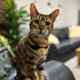 George the bengal cat