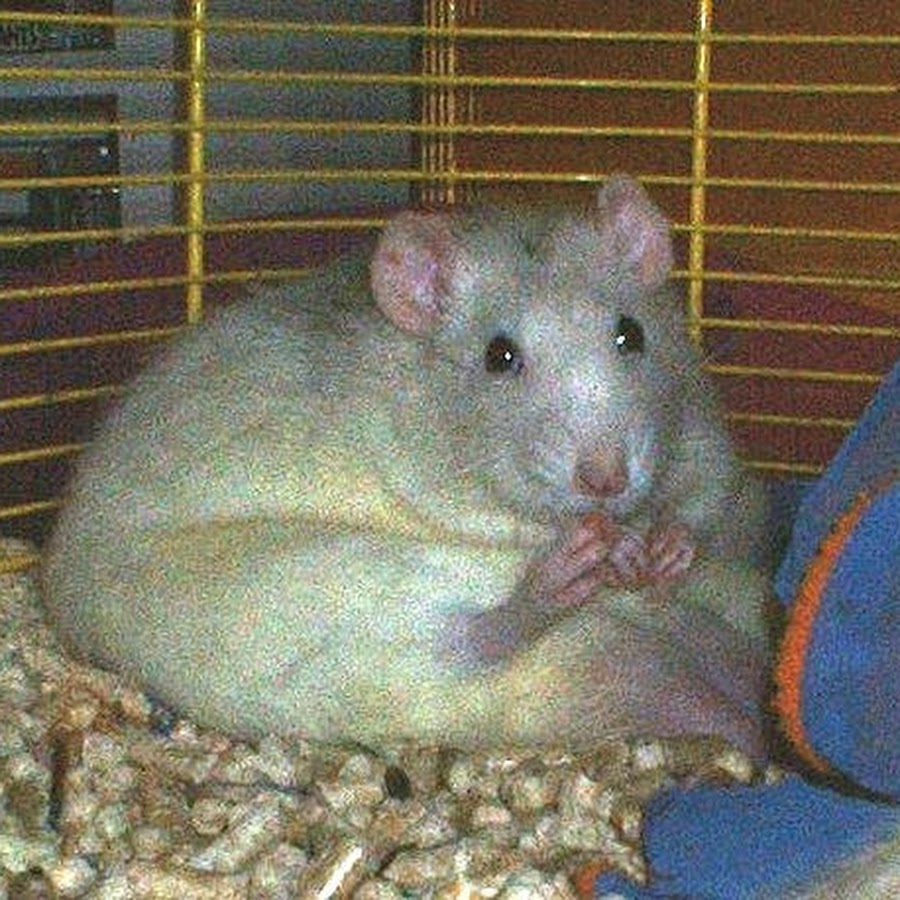 Жир мыши. Крыса Дамбо толстая. Крысы Дамбо ожирение. Толстая мышка. Толстая декоративная крыса.