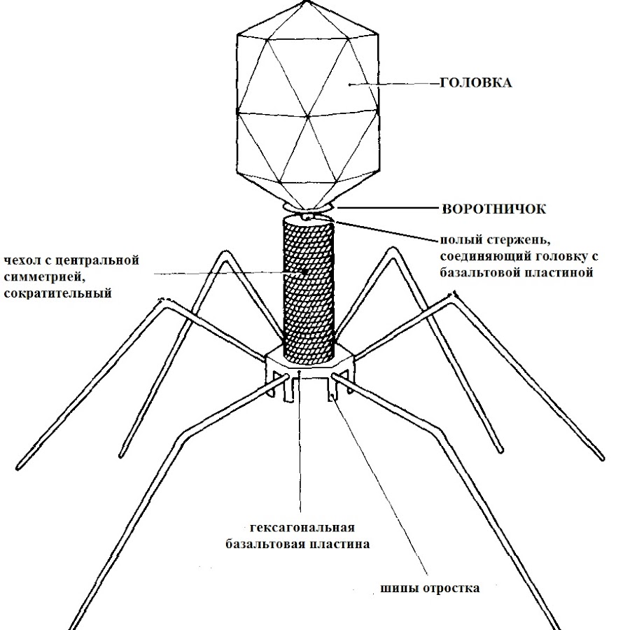 На рисунке изображен вирус. Вирус бактериофаг раскраска. Части вируса бактериофага. Бактериофаг 7. Бактериофаг распечатать.