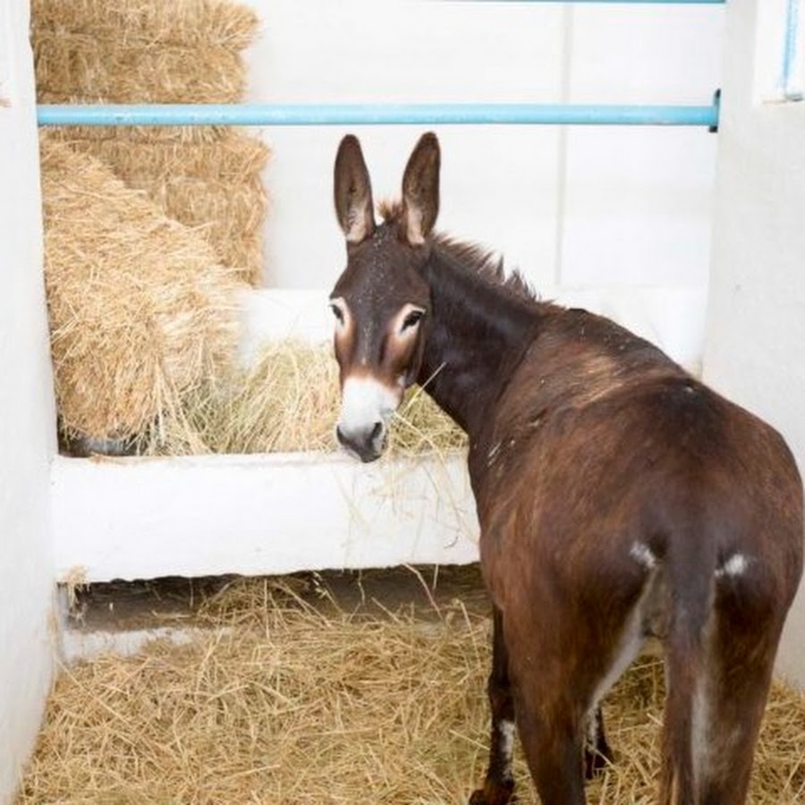 Donkey перевод