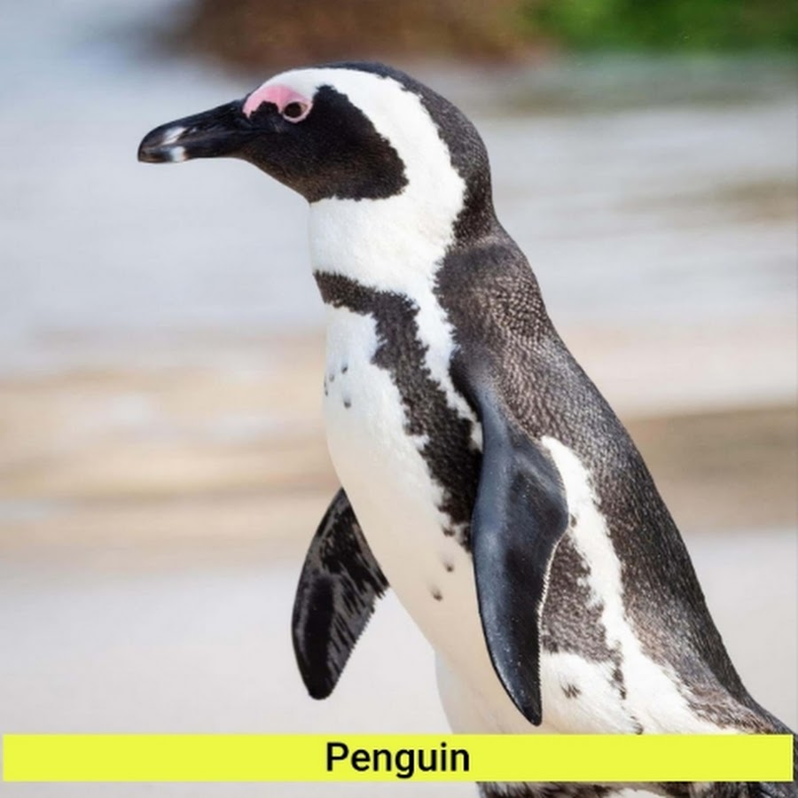penguin3256