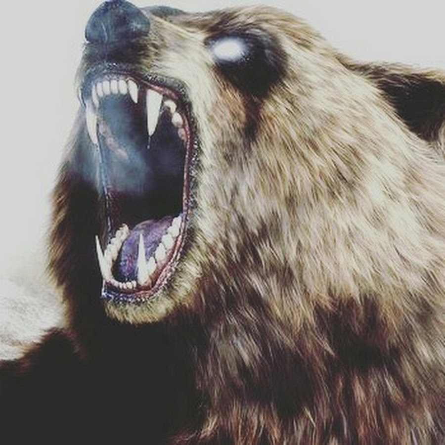 Разъярил медведя. Медведь Гризли злой. Медведь Гризли злой бешеный. Медведь рычит. Пасть медведя.