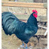 Australorp Azərbaycan Hüseyn