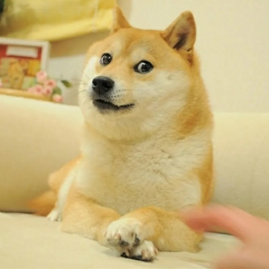 This is doge steam фото 8