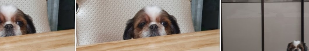 시츄쿠키♡♡_17years_ShihTzu