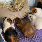 GuineaSquiggles 