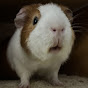 Guineapiglovers