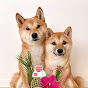 Shiba Inu Hana & Maru