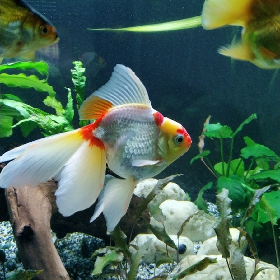 Goldfisch Thai Oranda Ryukin Co Youtube