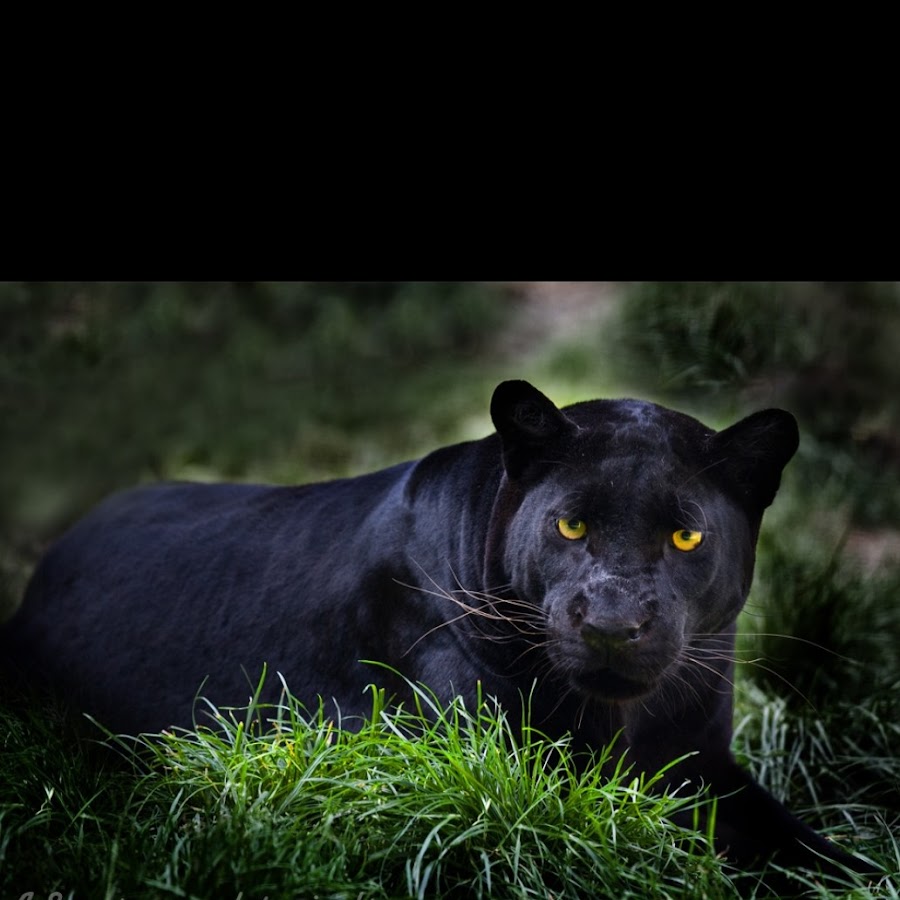 Фотограф два года снимал черных пантер
