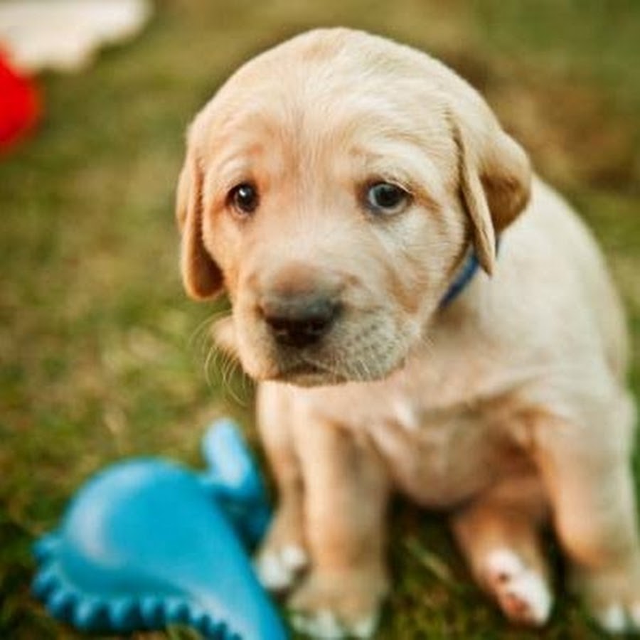 Puppy crying. Скуление собаки. Sad Puppy. Sad Puppy Cries.