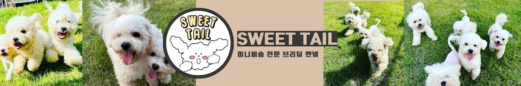 스윗테일 미니비숑 Sweet Tail