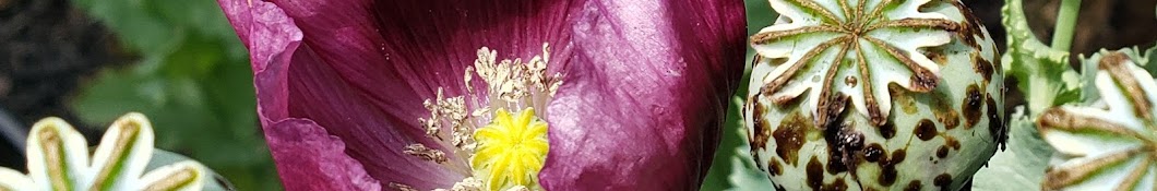 Tomatoes & Poppies & Everything Gardening