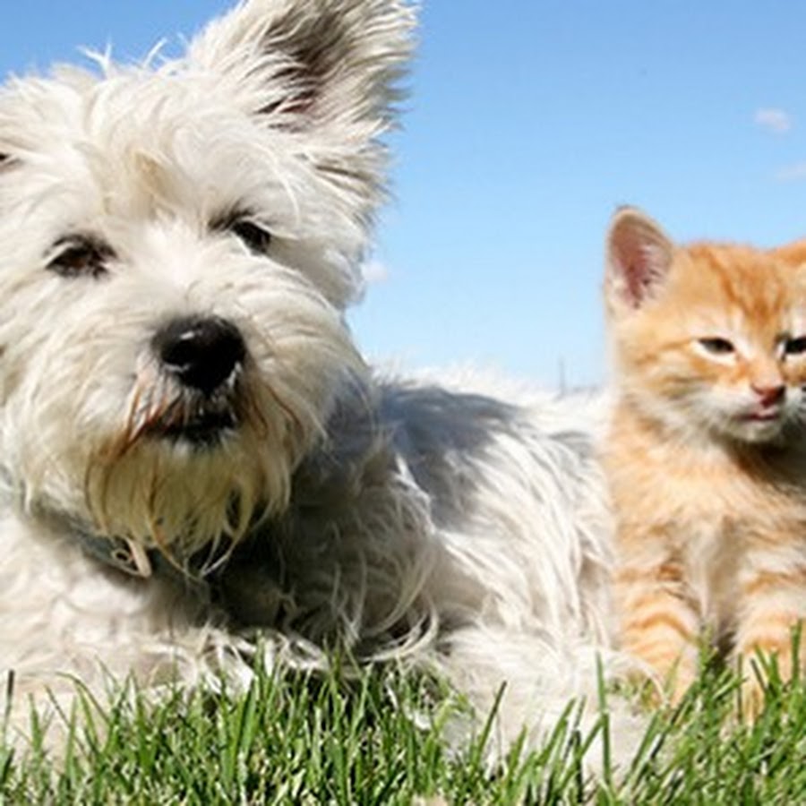 Класс собаки кошки. Кошки и собаки. Кошки и собаки фото для детей. Пушистые собаки и кошки. Коты и собаки фото мимимишную.