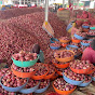 Nashik onion Market daily Rate नासिक मंडी भाव