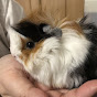 I'm crazy about guinea pig!Puipui every day