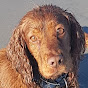 Spaniels Hunting and Trialing in New Zealand