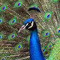 peacock0328